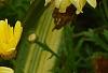 Argyranthemum frutescens 'Butterfly', flowers