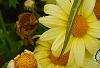 Argyranthemum frutescens 'Butterfly', flowers