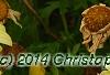 Argyranthemum frutescens 'Butterfly', flowers