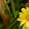 Argyranthemum frutescens 'Butterfly', flowers
