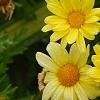 Argyranthemum frutescens 'Butterfly', flowers