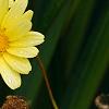 Argyranthemum frutescens 'Butterfly', flowers