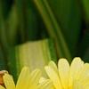 Argyranthemum frutescens 'Butterfly', flowers