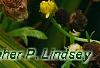 Argyranthemum frutescens 'Butterfly', flowers