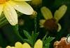 Argyranthemum frutescens 'Butterfly', flowers