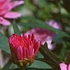 Argyranthemum frutescens 'Summer Melody', flowers