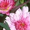 Argyranthemum frutescens 'Summer Melody', flowers