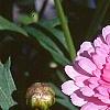 Argyranthemum frutescens 'Summer Melody', flowers