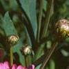 Argyranthemum frutescens 'Summer Melody', flowers