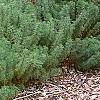 Artemisia abrotanum, habit