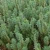 Artemisia abrotanum, habit