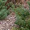 Artemisia abrotanum, habit
