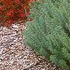 Artemisia abrotanum, habit