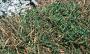 Artemisia stelleriana 'Silver Brocade', habit