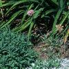 Artemisia stelleriana 'Silver Brocade', habit