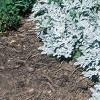 Artemisia stelleriana 'Silver Brocade', habit
