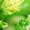Artemisia vulgaris 'Variegata', leaves