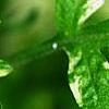 Artemisia vulgaris 'Variegata', leaves