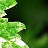Artemisia vulgaris 'Variegata', leaves