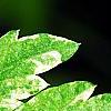 Artemisia vulgaris 'Variegata', leaves