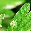 Artemisia vulgaris 'Variegata', leaves