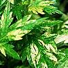 Artemisia vulgaris 'Variegata', leaves