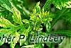 Artemisia vulgaris 'Variegata', leaves