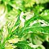 Artemisia vulgaris 'Variegata', leaves