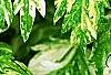 Artemisia vulgaris 'Variegata', leaves