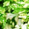 Artemisia vulgaris 'Variegata', leaves