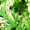 Artemisia vulgaris 'Variegata', leaves