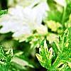 Artemisia vulgaris 'Variegata', leaves