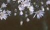 Aster dumosus, flowers