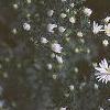 Aster dumosus, flowers
