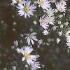 Aster dumosus, flowers