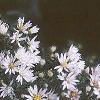 Aster dumosus, flowers
