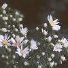 Aster dumosus, flowers