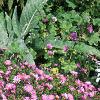 Aster dumosus 'Rosenwichtel', habit