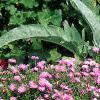 Aster dumosus 'Rosenwichtel', habit