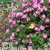 Aster dumosus 'Rosenwichtel', habit