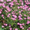 Aster dumosus 'Rosenwichtel', habit