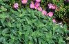 Aster dumosus 'Rosenwichtel', habit