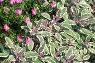 Aster dumosus 'Rosenwichtel', habit