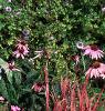 Aster dumosus 'Rosenwichtel', habit