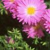 Aster dumosus 'Rosenwichtel', flowers