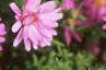 Aster dumosus 'Rosenwichtel', flowers