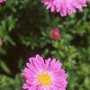 Aster dumosus 'Rosenwichtel', flowers