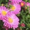 Aster dumosus 'Rosenwichtel', flowers
