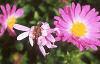 Aster dumosus 'Rosenwichtel', flowers