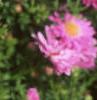 Aster dumosus 'Rosenwichtel', flowers
